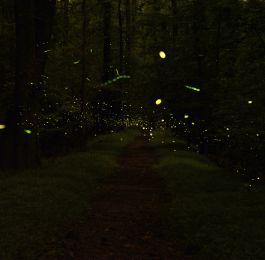 Click Here To View Larger Image